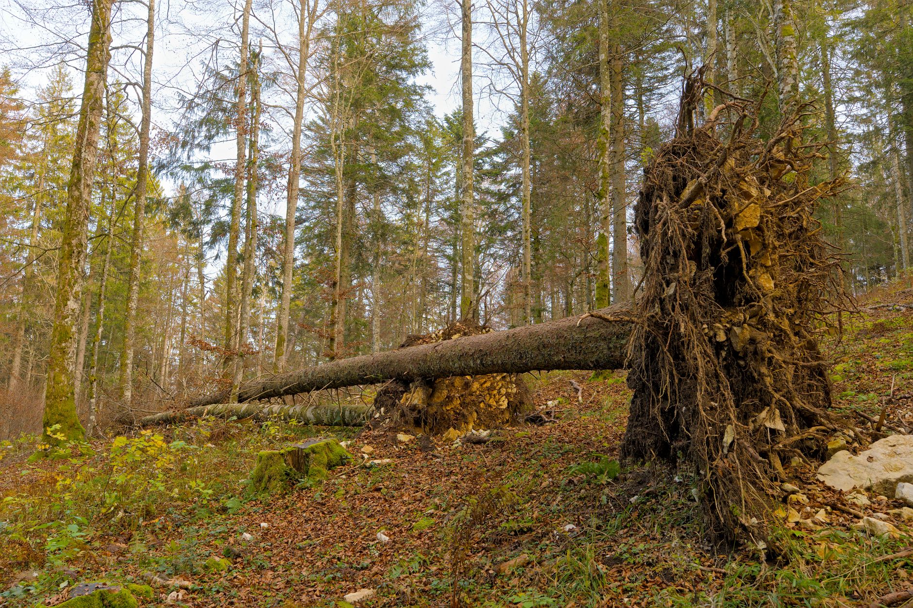 Enlèvement arbre urgence équipe à Fleury-les-Aubrais